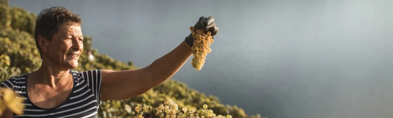 Pourquoi le Chasselas, cépage emblématique d’Épesses, est à redécouvrir