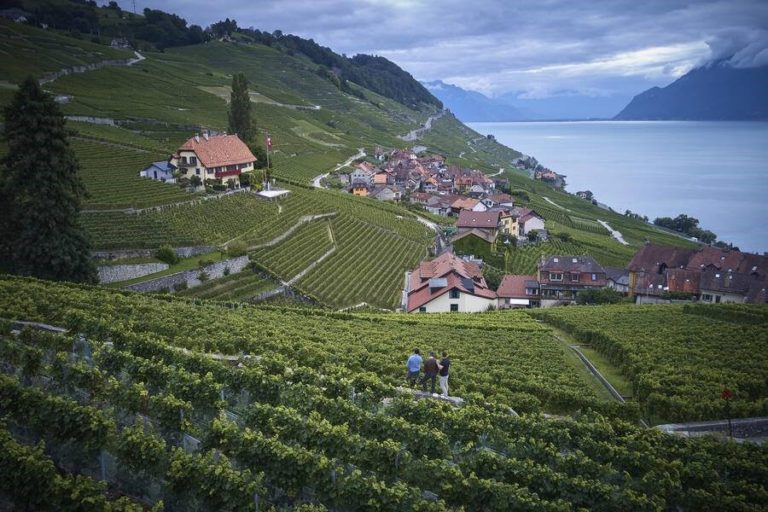 Peut-on déguster à la cave à Épesses même sans s’y connaître ?