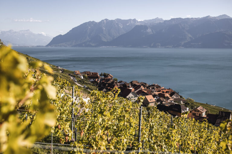 Tendances du vin en 2025 – Depuis nos coteaux, ce que je vois venir