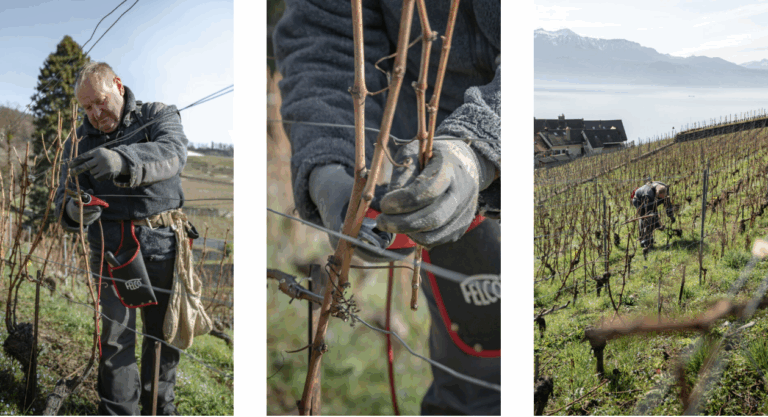 La période de la taille de la vigne est terminée.