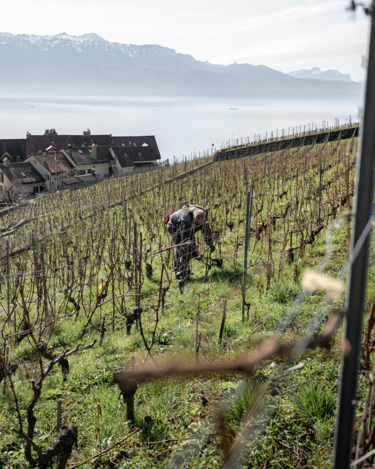 L’histoire d’un vin suisse de Epesses commence-t-elle à la taille?