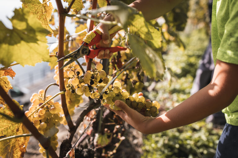 Faut-il encore expliquer le charme du travail manuel dans la viticulture d&rsquo;Epesses ?