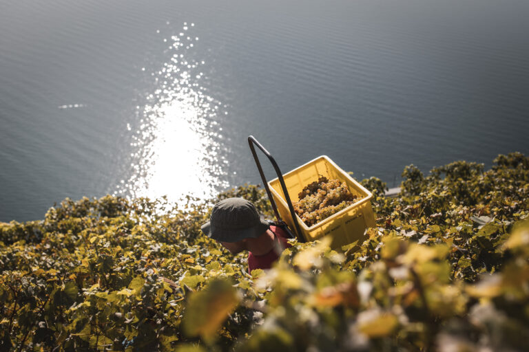 Lavaux vu depuis les vendanges : un autre regard