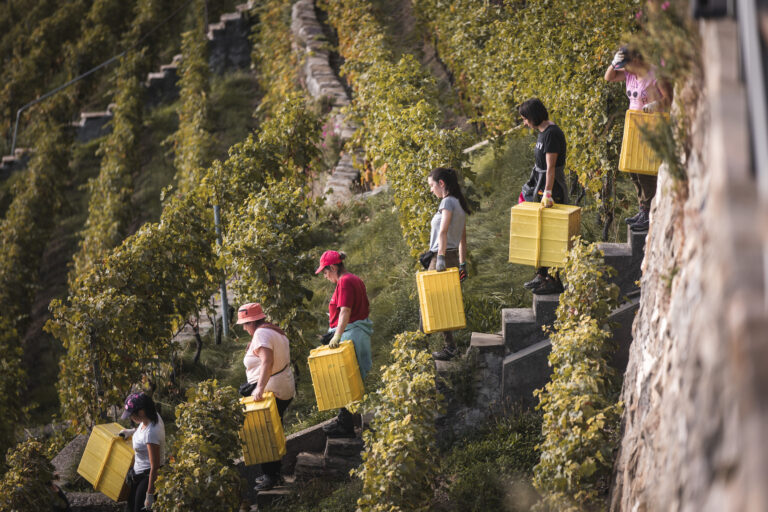 Lavaux, un vignoble sculpté par la main de l’homme