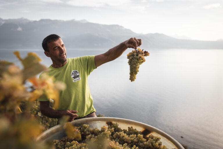 Quel est l&rsquo;avenir du Chasselas en 2030 dans la région d&rsquo;Epesses?