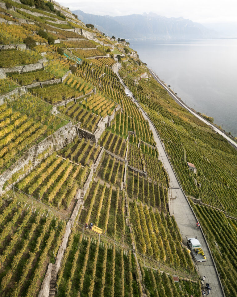 Quel est le meilleur moment pour les vendanges à Lavaux ?