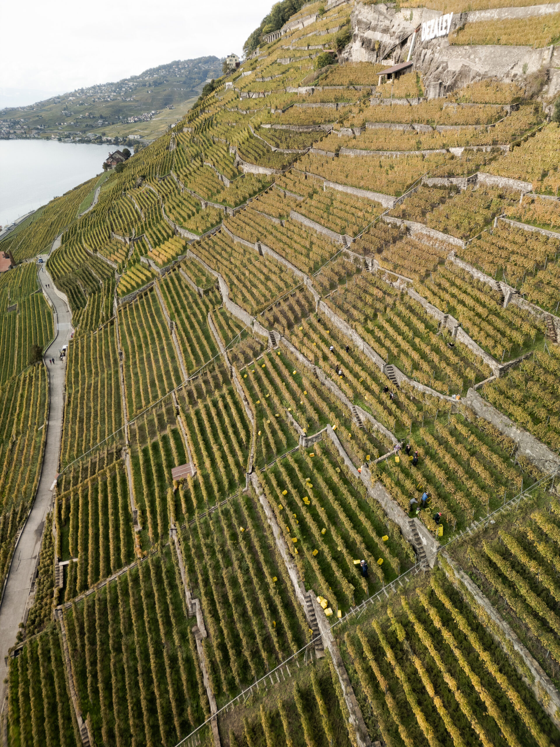 Vue panoramique sur des rangées de vigne