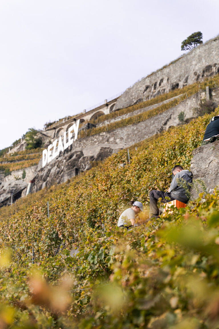 Le vin de Lavaux dans la littérature suisse : une source d&rsquo;inspiration intemporelle