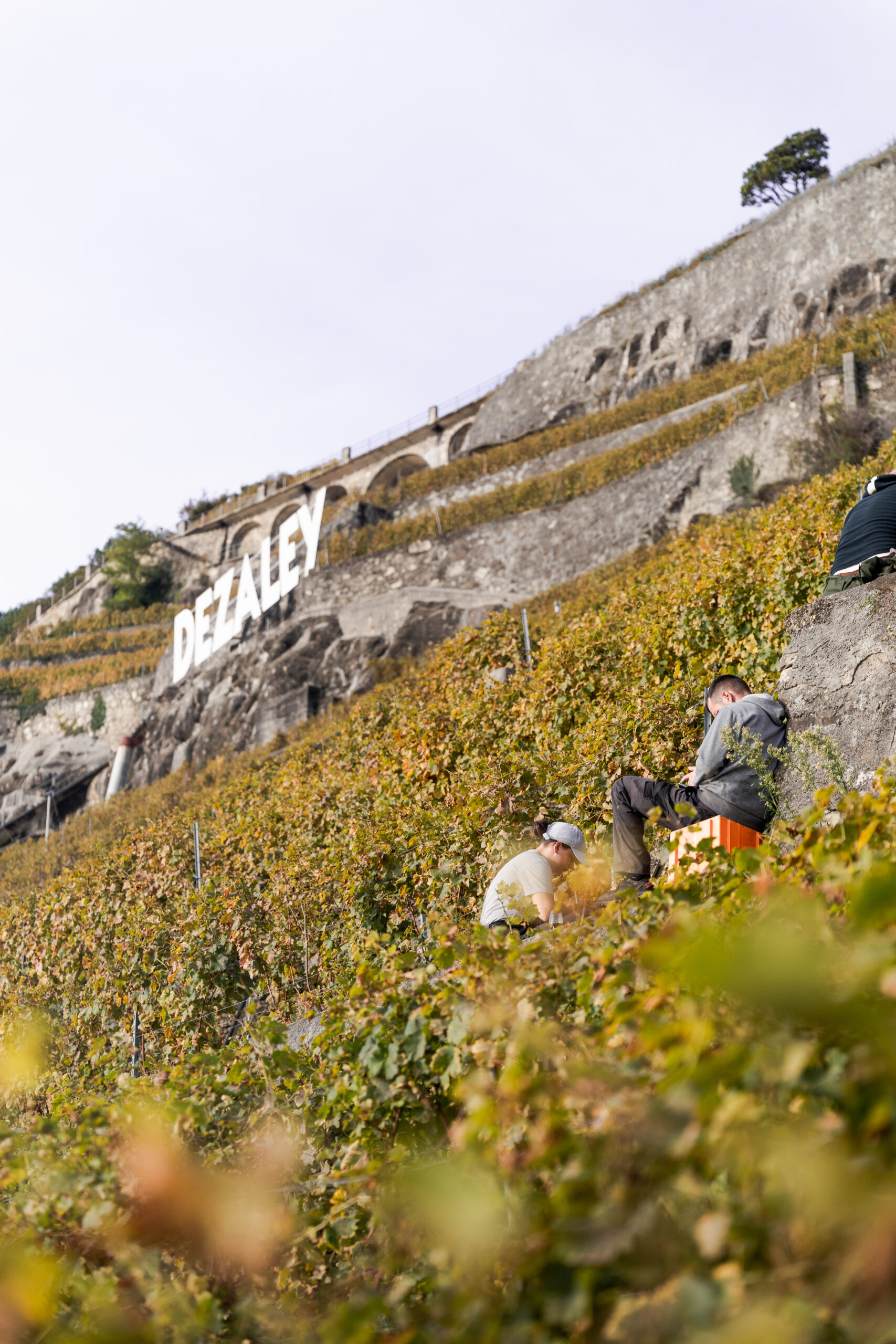 Des vendangeurs au milieux des coteaux de vignes