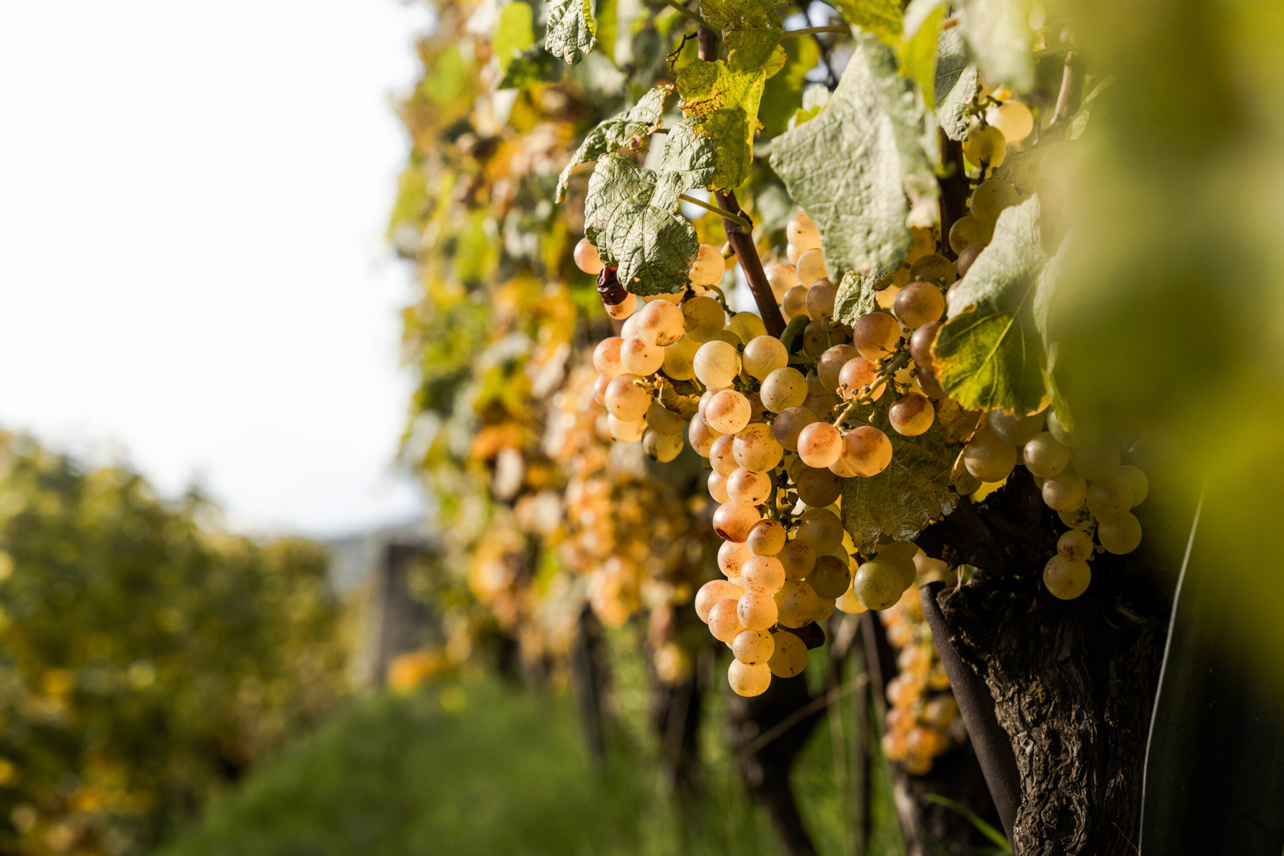 Zoom sur une grappe de raisin blanc juteux