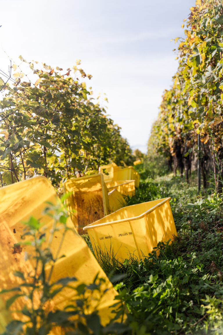 Pourquoi le sol argileux amplifie les arômes du vin à Epesses
