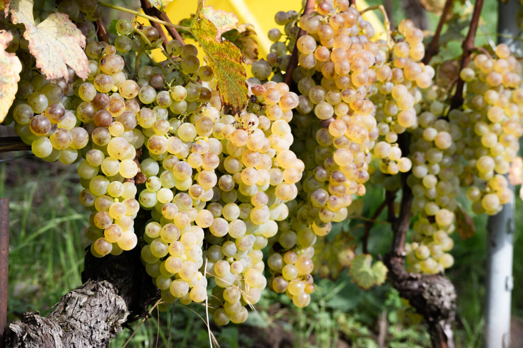 Zoom sur plusieurs grappes de raisin blanc juteux