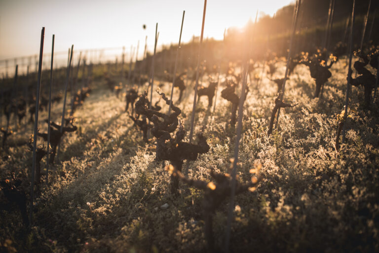 Quand le printemps bouscule le cycle de la vigne à Epesses