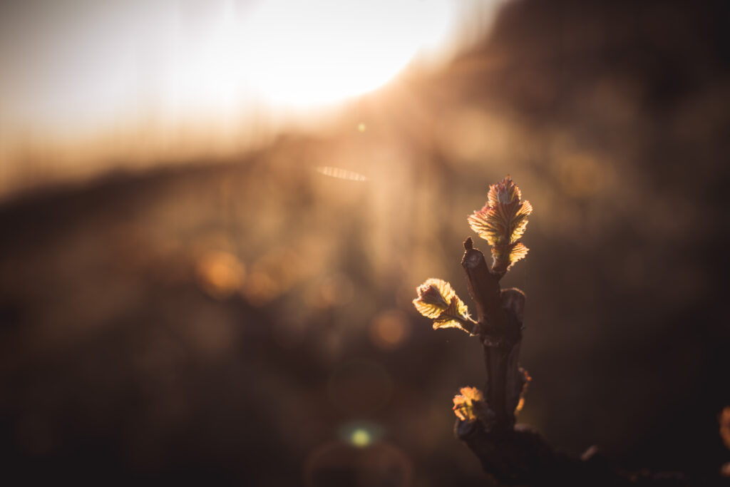 cycle de la vigne au printemps avec bourgeon à Epesses Lavaux