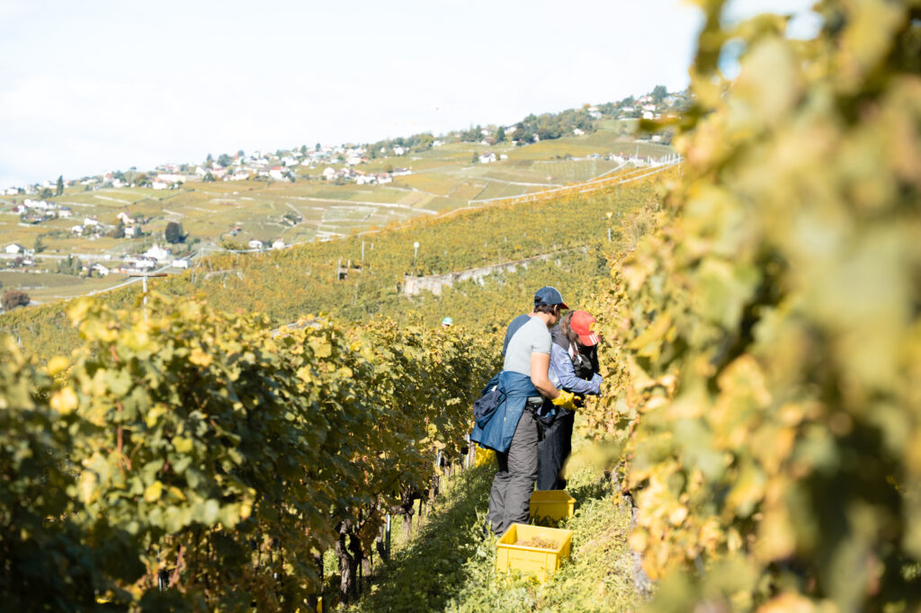 Deux hommes au milieu de rangées de vignes en vendanges