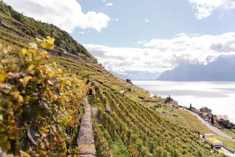 Les plus belles balades viticoles à faire au printemps