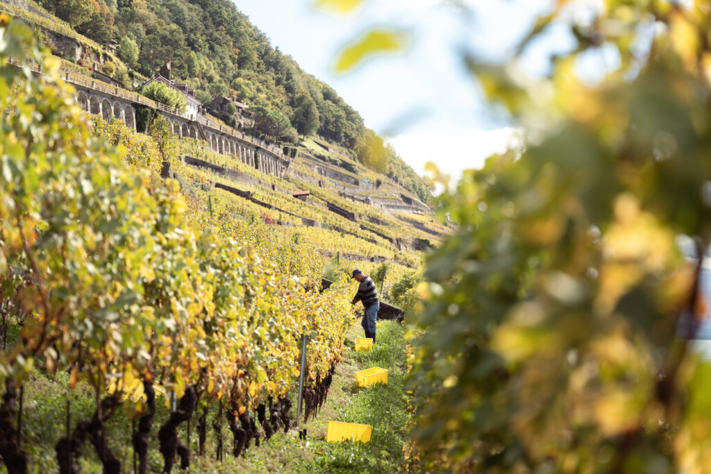 Terrasses et mur de vigne