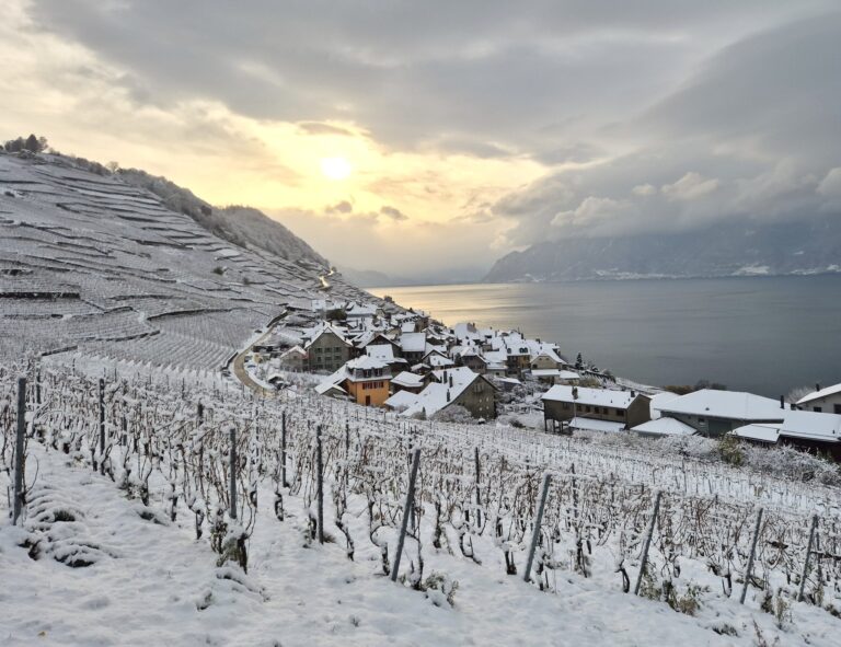 À quoi sert le repos d&rsquo;hiver pour la vigne à Epesses ?