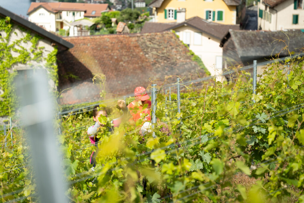 Personnes qui effeuillent les vignes