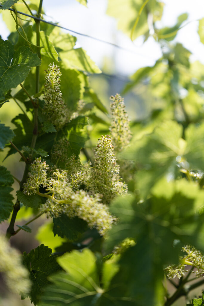 Effeuilles de cep de vignes