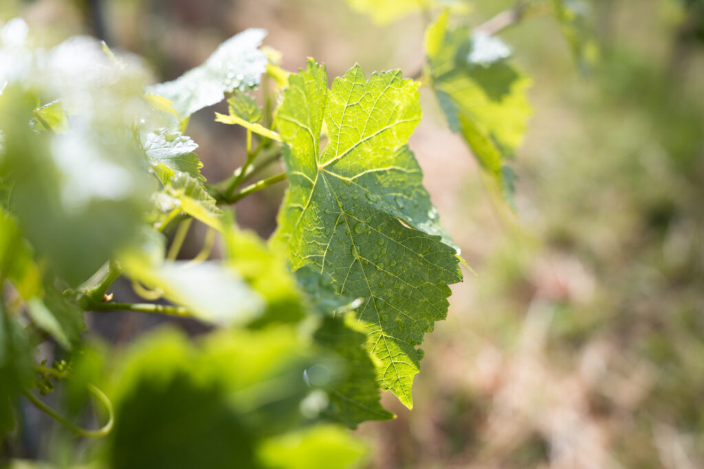 Feuille de vigne montrant la croissance du raisin