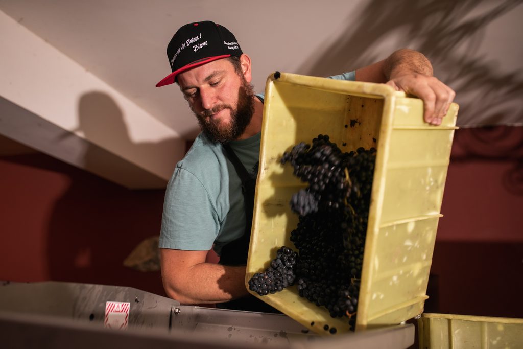 Un homme verse du raisins dans une cuve