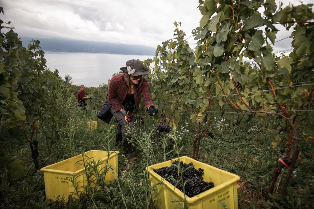 Des vendangeurs remplissant des bacs de raisins