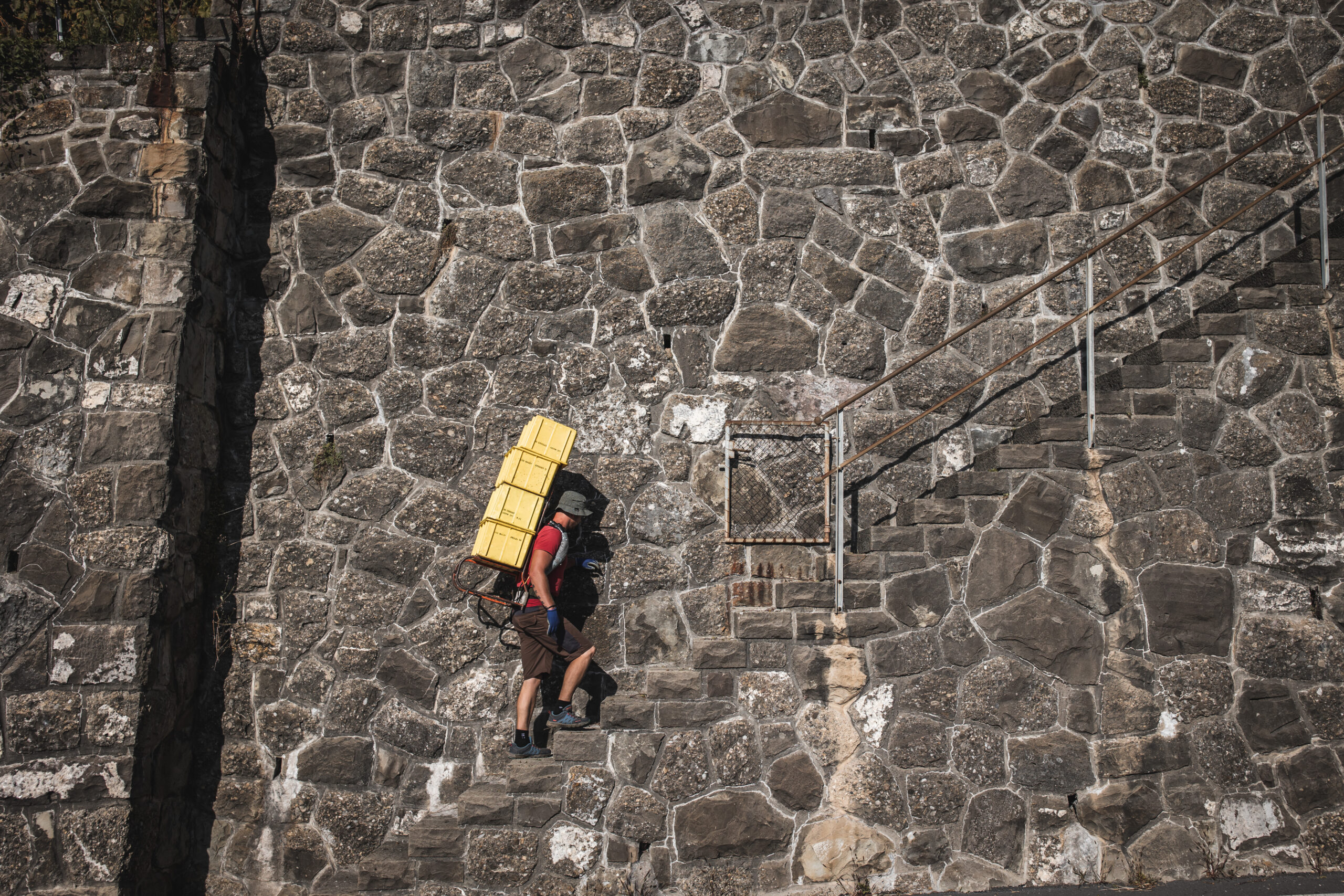 Un vendangeur monte les escaliers em pierre