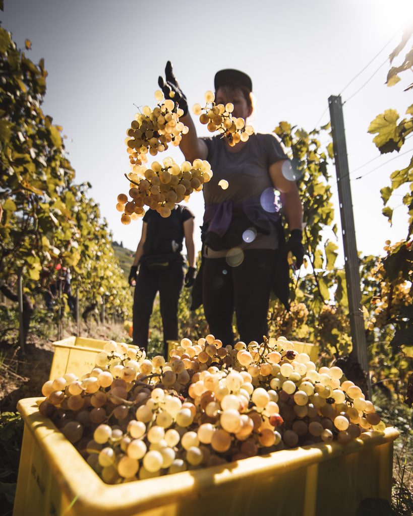 Un vendangeur cueillant du chasselas
