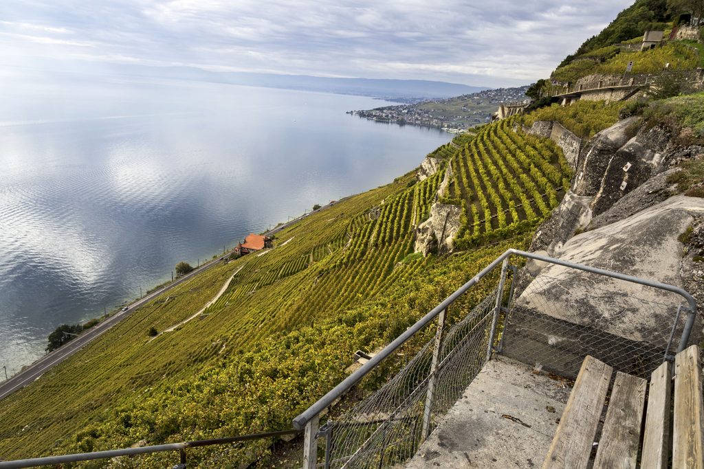 Vue des terrasses de Lavaux